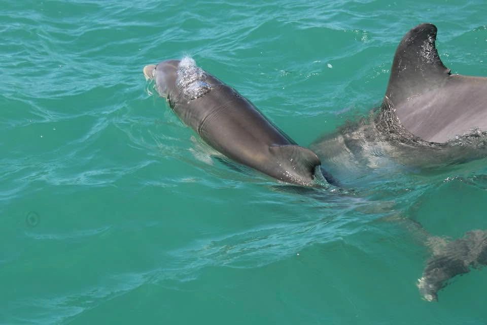 Dolphins swimming in turquoise water